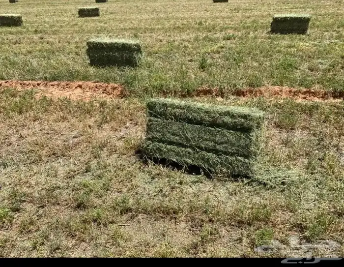 الجوف بسيطى 1