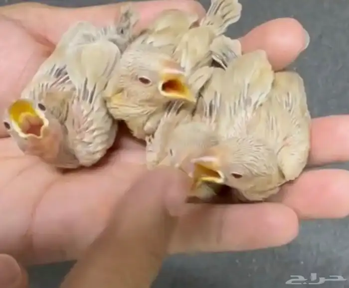 فروخ جاوا كريمي .. لهواة الهدد والاليف 0