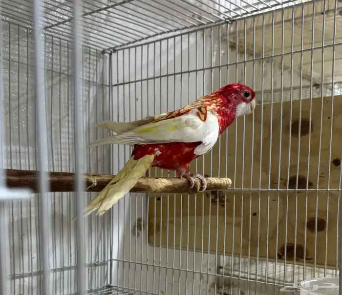 روزلا ذكر محلل 1