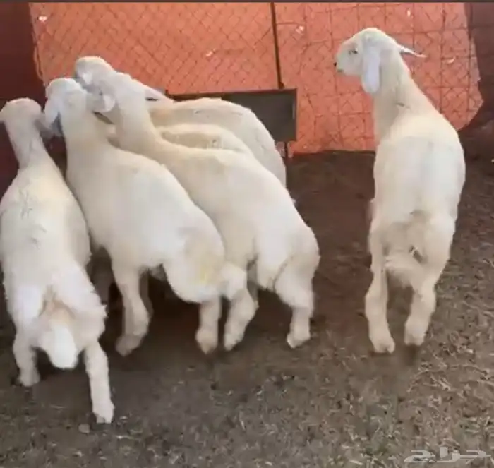 طليان حرية 1