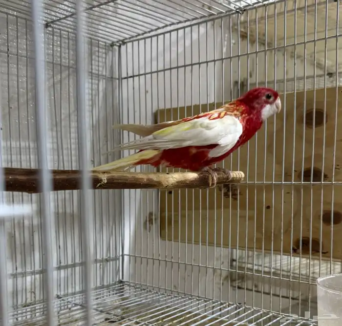 روزلا ذكر محلل 0