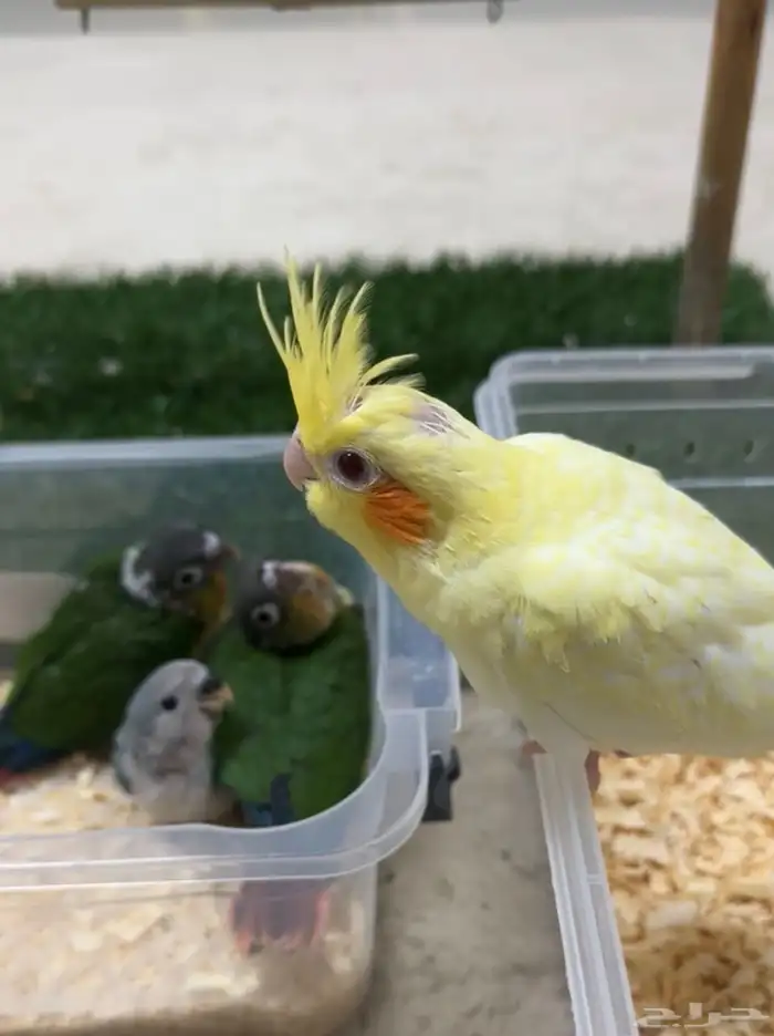 اتوفرت فروخ جديدة ( كنيور -كروان -روز ) 8