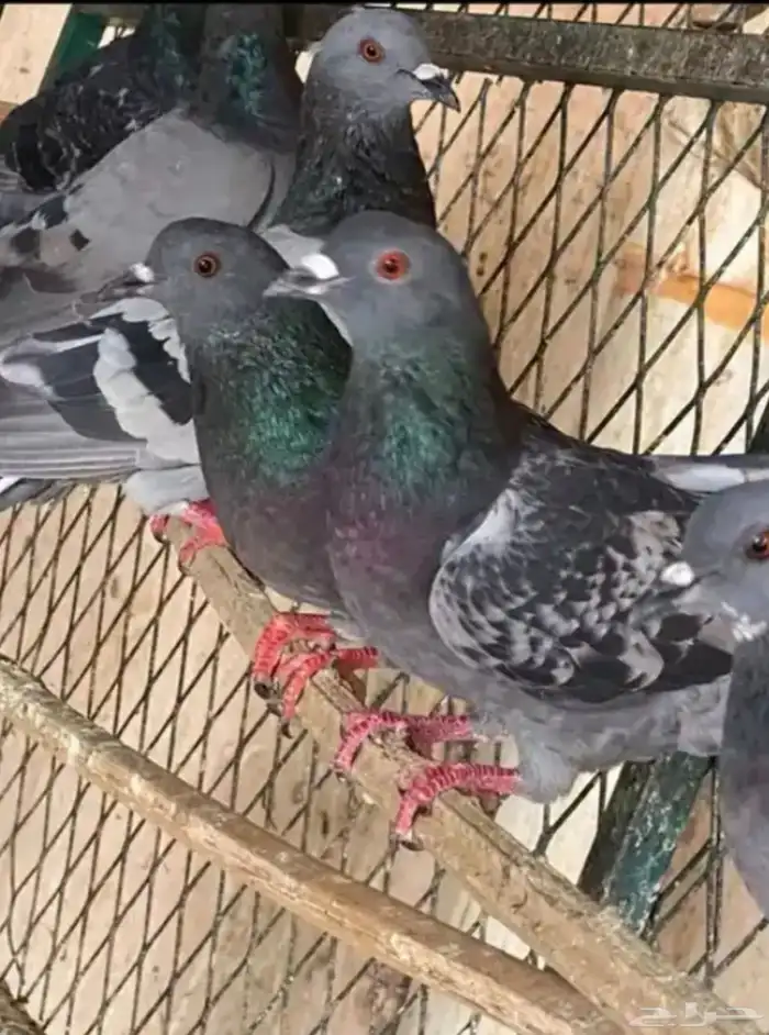 حمام سوادي 0