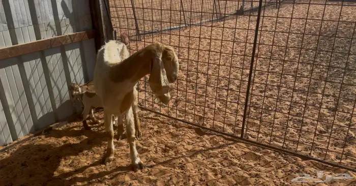 عنز خلفه(تم البيع) 1