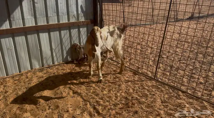 عنز خلفه(تم البيع) 0