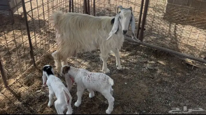 عنز متبع(تم البيع) 0