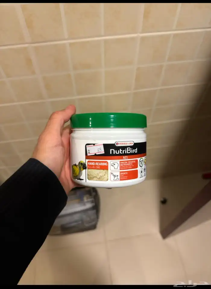 عصفور روز للبيع أليف ومتعود على اسمه 6