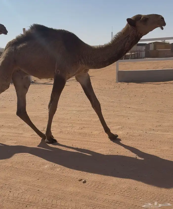 عشرا صفرا طيبه 6