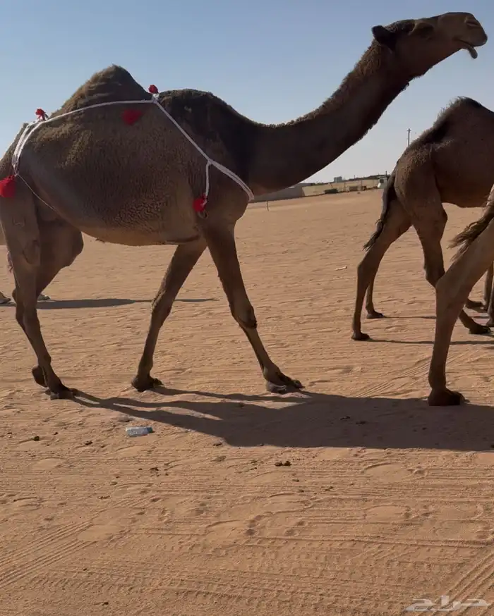 عشرا صفرا طيبه 1