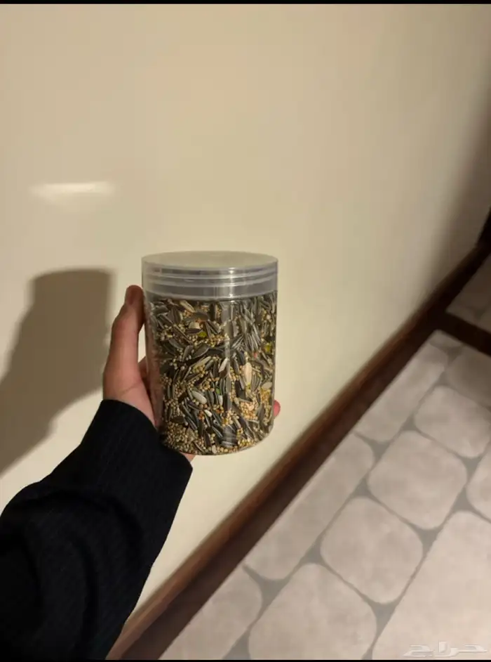 عصفور روز للبيع أليف ومتعود على اسمه 5