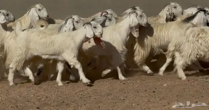 جذعات وثنوات مصريات بيض دفيع فاخره العدد 15 بالفحل 0