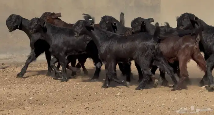 جذعات شاميات نوادر خصم الخصم العدد 10 0