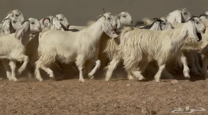 جذعات وثنوات مصريات بيض دفيع فاخره العدد 15 بالفحل 1