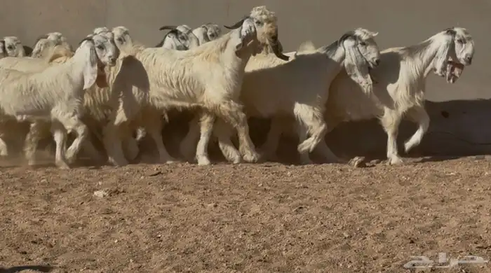 جذعات وثنوات مصريات بيض دفيع فاخره العدد 15 بالفحل 4