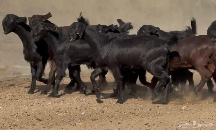 جذعات شاميات نوادر خصم الخصم العدد 10 6