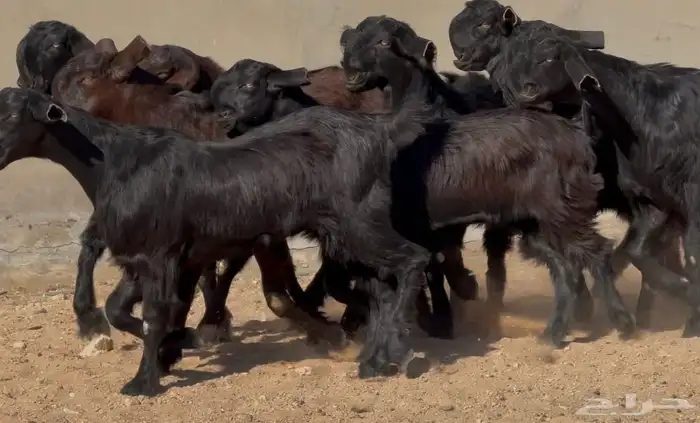 جذعات شاميات نوادر خصم الخصم العدد 10 7