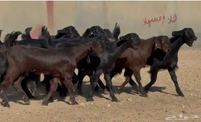 جذعات شاميات نوادر خصم الخصم العدد 10 5