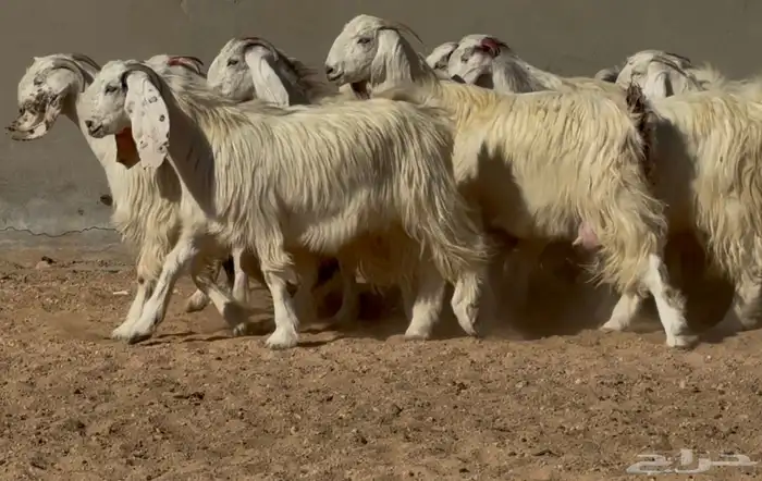 جذعات وثنوات مصريات بيض دفيع فاخره العدد 15 بالفحل 2