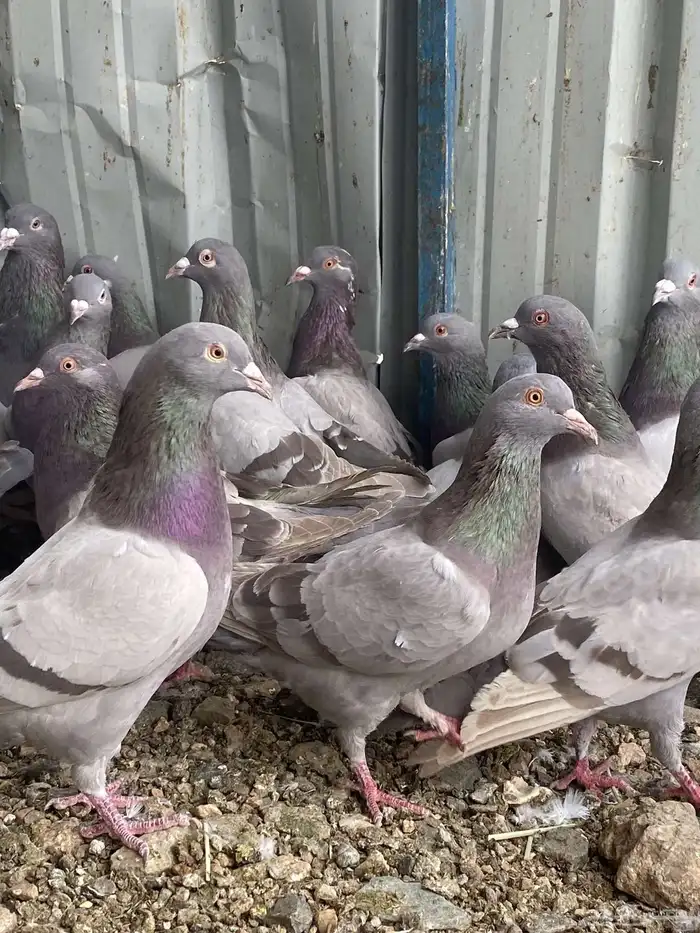 تم البيع الله يبارك لرعيه 7