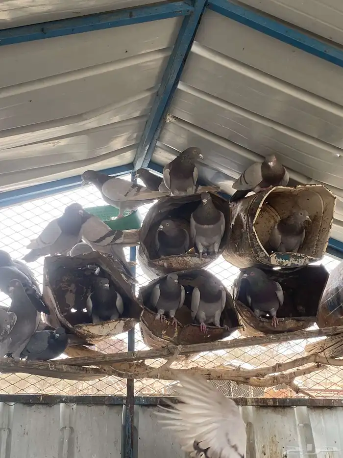 تم البيع الله يبارك لرعيه 4