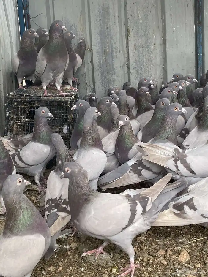 تم البيع الله يبارك لرعيه 6