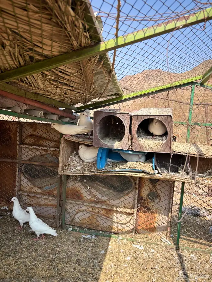 حمام فرنسي سوبر جامبو 1