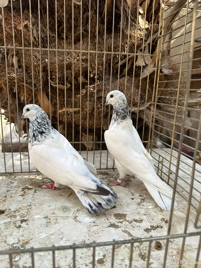 جوز باكستاني موتياء 0