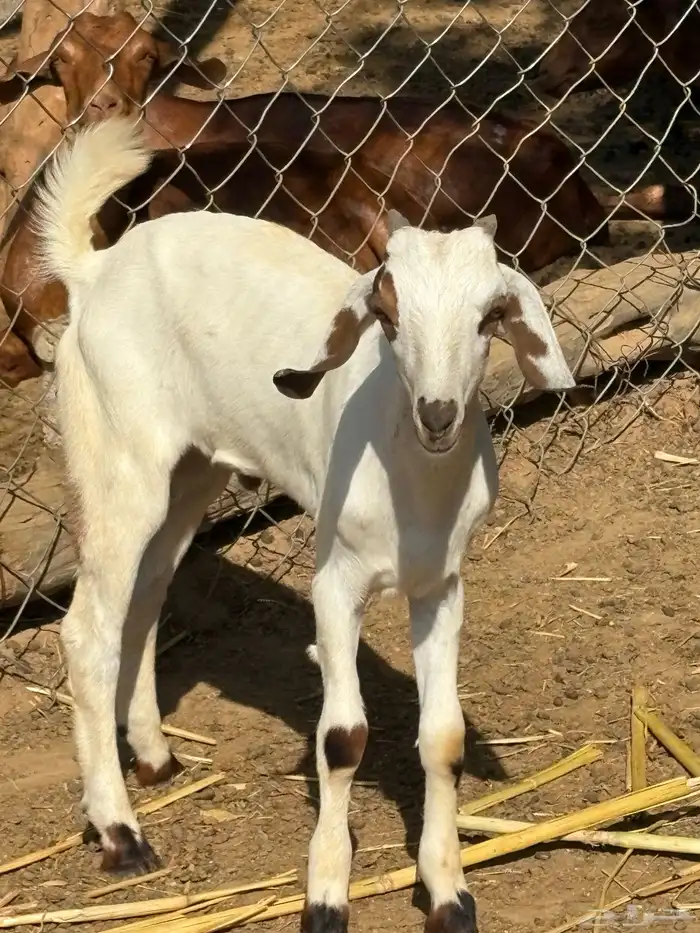 2تيوس الموقع الشقيق 2