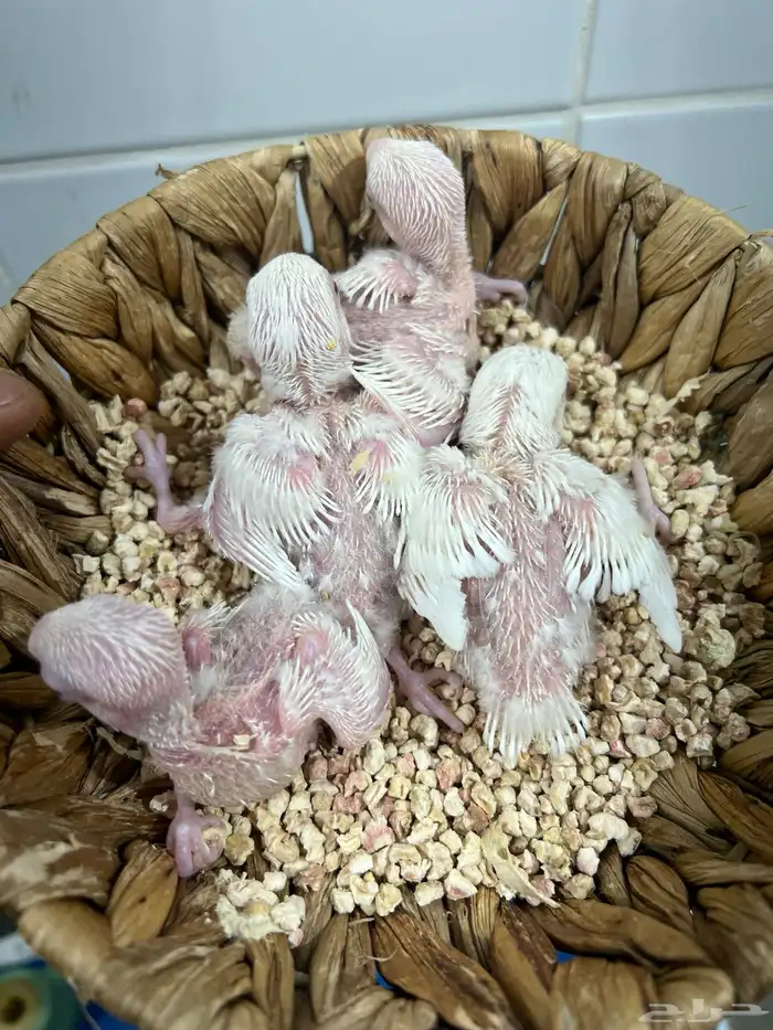 فروخ روز غر البينو جمله 5 حبات 2