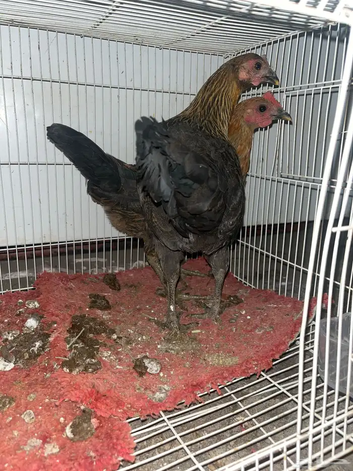 دجاج للبيع 0