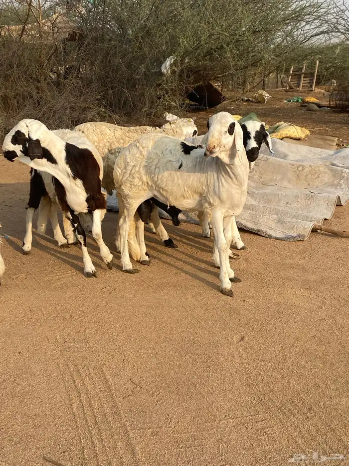 سواكن تربيه 0