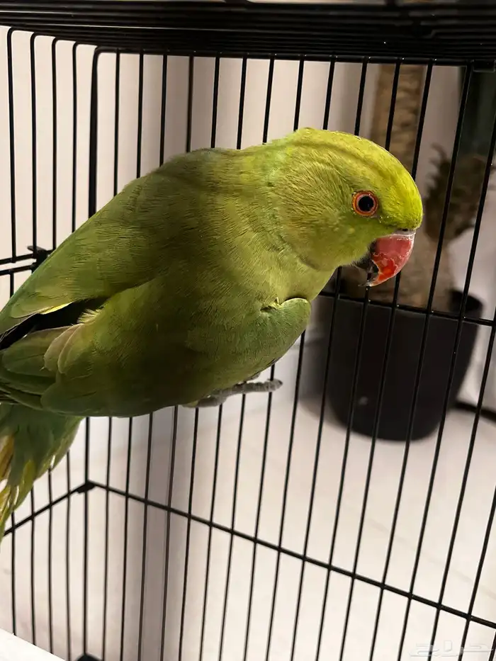ببغاء الدره للبيع 0