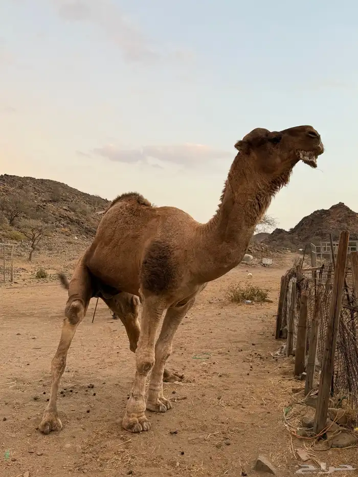 بعير فحل للبيع 1