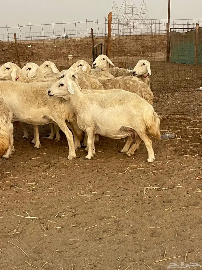 33 غنم حريات حرش جروم منوة القاني تبارك الله.. 0