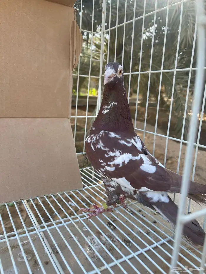 زاجل اجواز 1