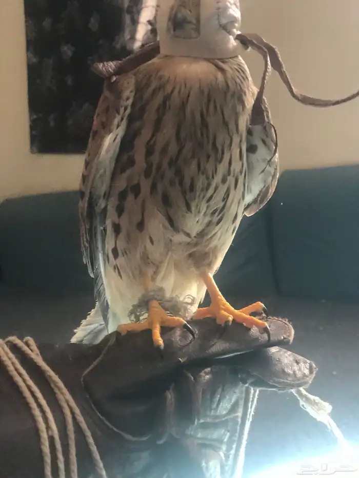 باشق مدرب للبيع علا اعلا سومه لا يجي الا الصامد 3