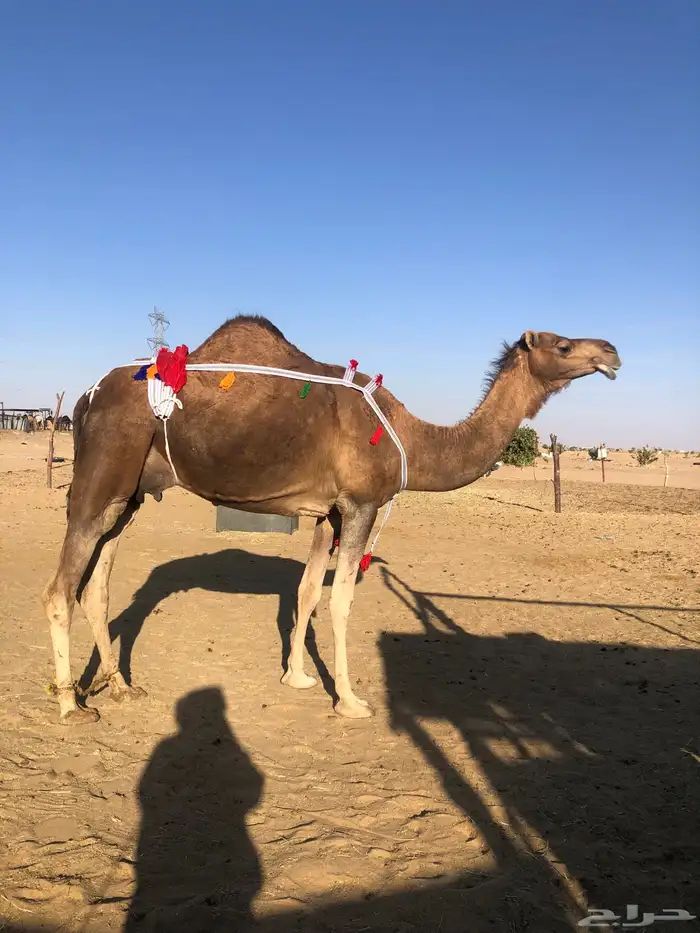 خلفة حمراء مجاهيم 4