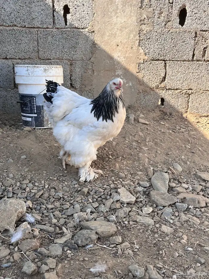 دجاج براهما 6
