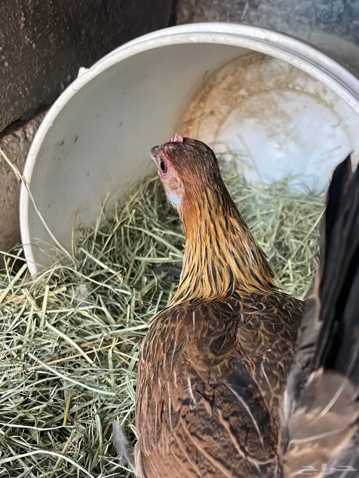 دجاجه فريه و ديك شوكي ماشاءالله تبارك الله 2