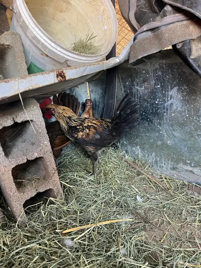 دجاجه فريه و ديك شوكي ماشاءالله تبارك الله 7