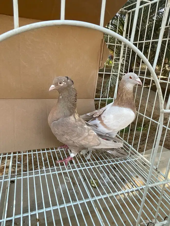 زاجل اجواز 16