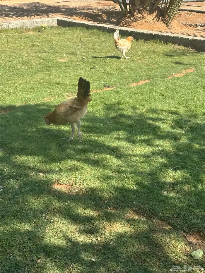 دجاج وديكه 0