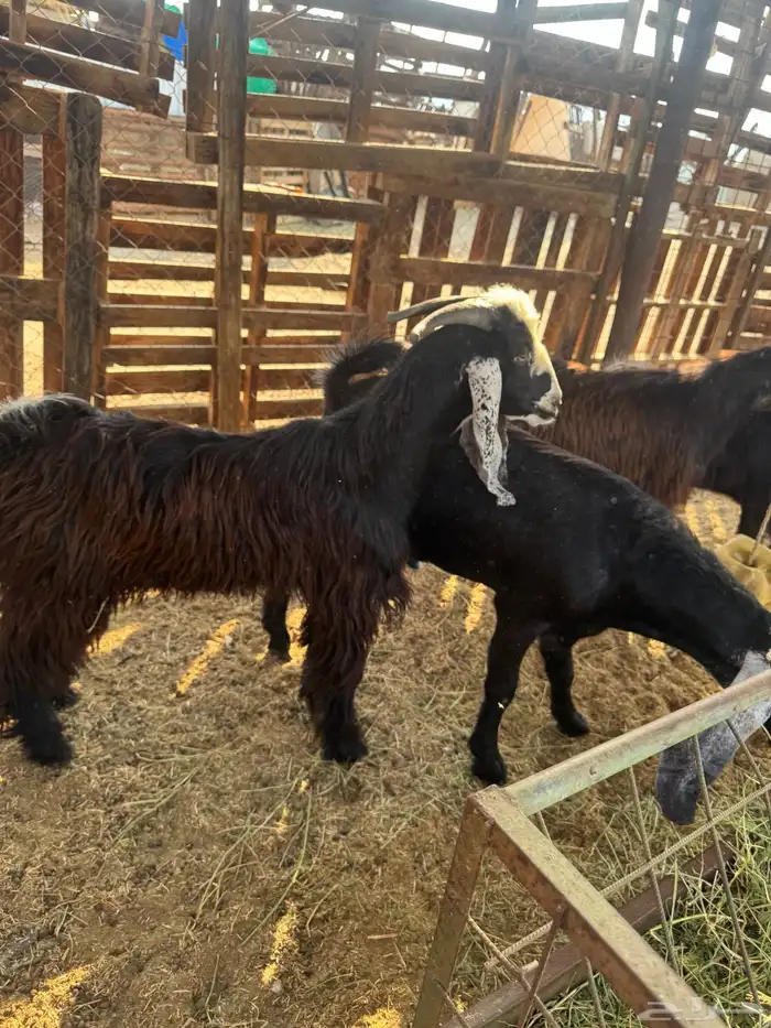 جفار وتيس مضبي 11