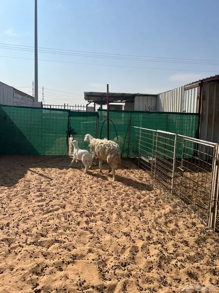 حريه صنف حرشا معها رخل السن ثنيه 0