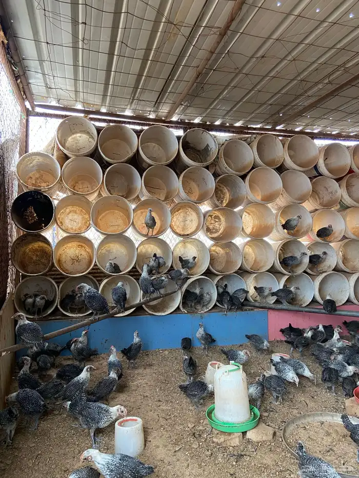 فروج دجاج فيومي 2