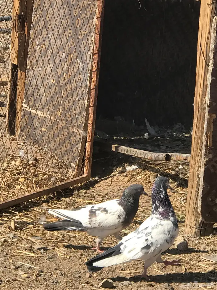 حمام باكستاني 1