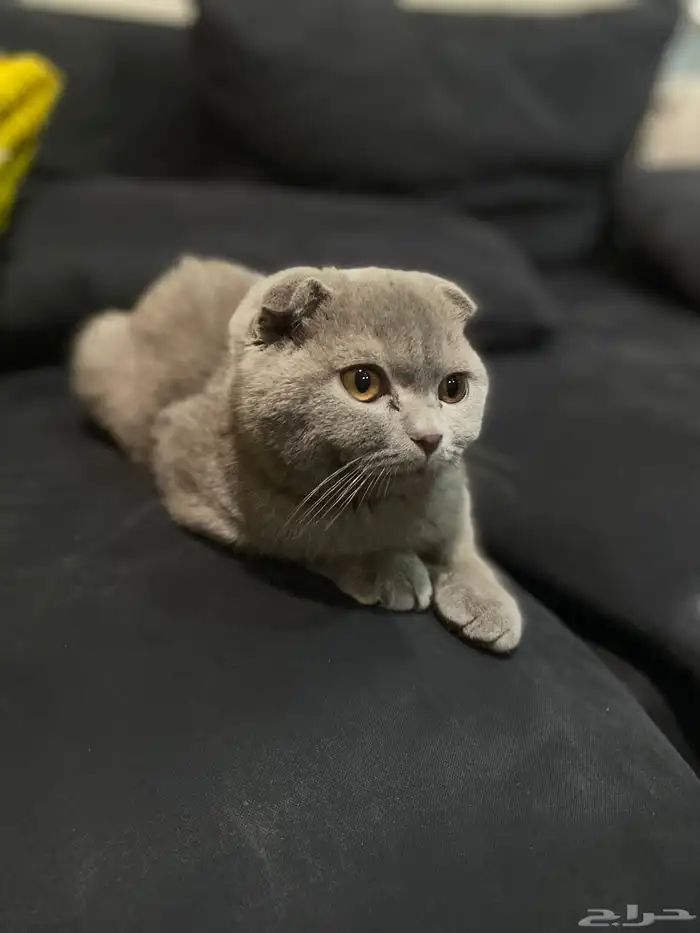 سكوتش فولد بيور سلاله نادره لون مميز العمر 5 شهور مدربه 1