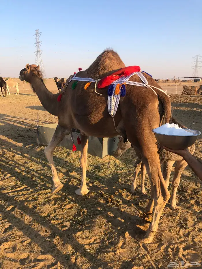 خلفة حمراء مجاهيم 1