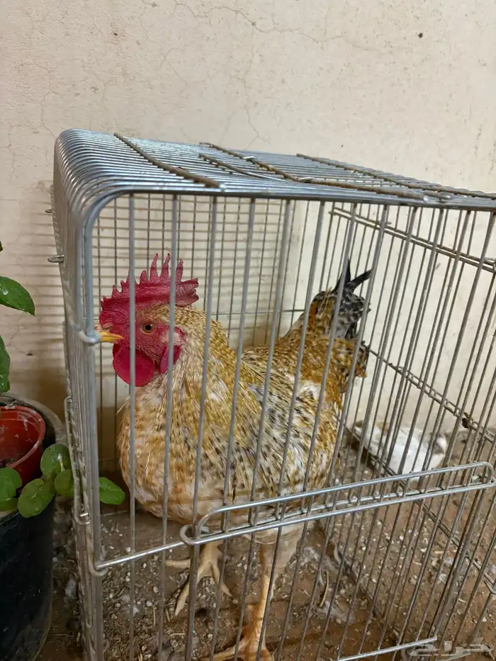 للبيع ديك حجم كبير ومذن من سلاله التركي و الفرنسي 3