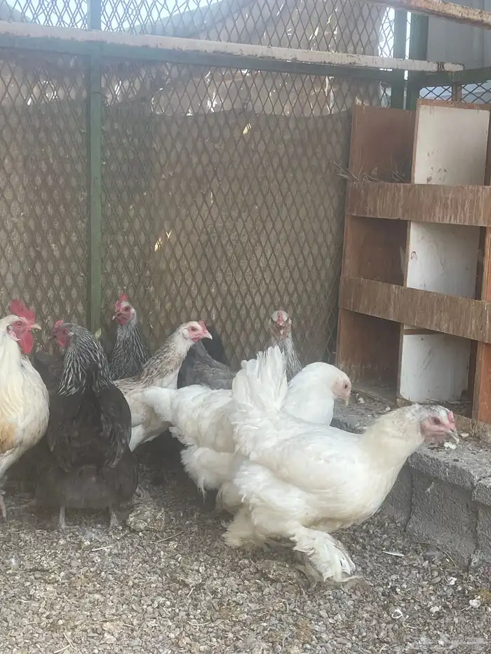 دجاج براهمه للبيع 1